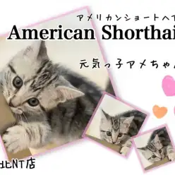 【 アメリカンショートヘア 】シルバータビー模様が綺麗な元気印の女の子