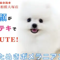 【 ポメラニアン 】検索率急上昇！大人気の白たぬきポメ！毛量＆マズルがポイント！