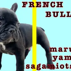 【 フレンチブルドッグ 】ぶちゃカワの短頭種!嗅覚を重要視した飼育方法を紹介