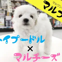 【 マルプー 】激可愛いお顔の純白マルプーベイビーが本羽田店に新登場！