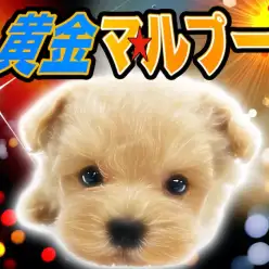 【 MIX 】究極の癒し系！トイプードルとマルチーズのハーフ！黄金マルプー！