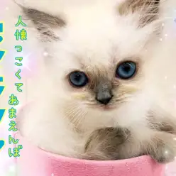 【 ヒマラヤン 】小柄な女の子!人懐っこくて甘えんぼな性格は飼いやすさ抜群!