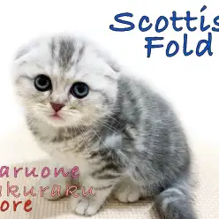 【 スコティッシュフォールド 】垂れ耳＆まる顔！人気カラーブルータビーの登場！