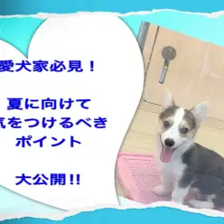 【 お役立て 】愛犬家必見！ 夏に向けて気を向けるべきポイント！