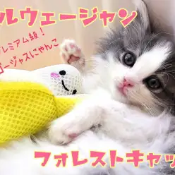 【 ノルウェージャンフォレストキャット 】気品溢れる姫系ゴージャスにゃんこ!