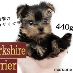 【 ヨークシャーテリア 】生後60日で約440g!手乗りサイズの女の子!