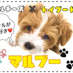 【 MIX 】マルチーズ×トイプードル＝大人気MIX犬マルプー