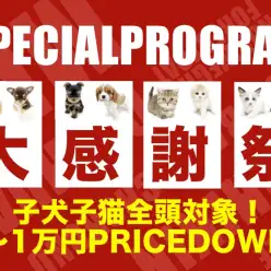 【 お客様大感謝祭開催！ 】子犬＆子猫がスペシャルプライス！5〜1万円OFF！
