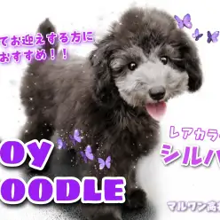 【 トイプードル 】初心者必見!可愛い・希少・賢いを兼ね揃えたシルバープードル!
