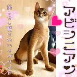 【 アビシニアン 】賢く！優しく！麗しく！成長過程をご報告！