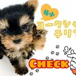 【 ヨークシャーテリア 】マルワン最小クラス!生後約2ヵ月で260gの極小ヨーキー!!