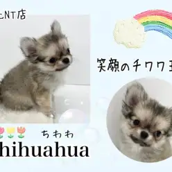 【 チワワ 】小さめレッド！いつもご機嫌笑顔のチワワ王子