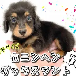 【 カニンヘンダックスフント 】手のひらサイズのわんぱくボーイ登場！