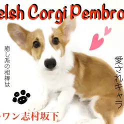 【 ウェルシュコーギーペンブローク 】外出の相棒にピッタリ！胴長短足の癒し系！