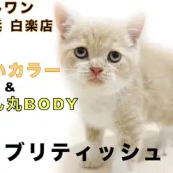 【 ブリティッシュショートヘア 】優しいクリームカラーの初心者向きの温和な性格