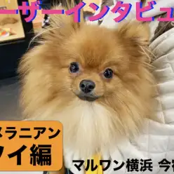 【 ユーザーレビュー 】横浜 今宿店ユーザーインタビュー！初めてのポメラニアン編