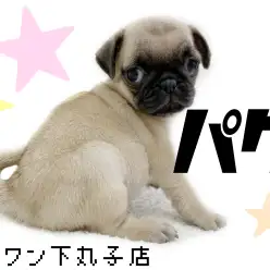 【 パグ 】1度見ると忘れられない…中毒者続出！愛されぺちゃ顔プリンセス登場！