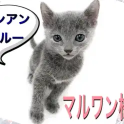 【 ロシアンブルー 】ワンコ好きにもオススメしたい！犬のような性格のネコ！