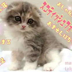 【 スコテッシュフォールド 】折れ耳！丸顔！甘えんぼ！王道の美形スコちゃん登場！