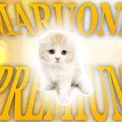 【 スコティッシュフォールド 】大人気のクリームカラーのプレミアム姉スコちゃん