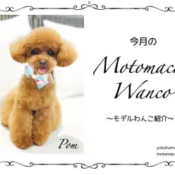 【 元町トリミング 】第一回Motomachi Wancoモデル犬紹介！
