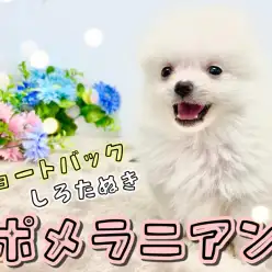 【 ポメラニアン 】クリームカラーのショートバック体型!小さめポメちゃん参上!
