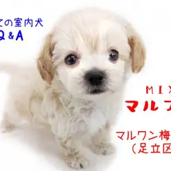 【 MIX・マルプー 】初めての室内犬Q＆A！マルプーライフをまるっとご紹介！！
