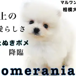 【 ポメラニアン 】小さめの白タヌキポメ！極上の可愛さ＆笑顔を持つアイドル犬！