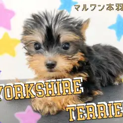 【 ヨークシャーテリア 】入店時530g！小さめアイドルがやってきました！