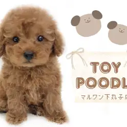 【 トイプードル 】マズルが短いくまさん顔は必見！甘えん坊な性格の男の子登場！