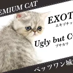 【 エキゾチック 】可愛すぎる鼻ぺちゃブサカワ猫