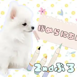 【 ポメラニアン 】小さめショートバックポメ2ndレビュー!6/29最新情報