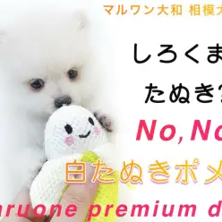 【 ポメラニアン 】シロクマ？たぬき？可愛い要素満載で大人気の白たぬきポメ！