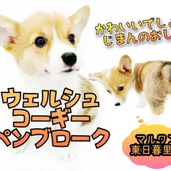 【 ウェルシュコーギーペンブローク 】小型コーギー！？小さめの食パンフォルム