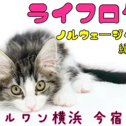 【ノルウェージャンフォレストキャット】ライフログ〜最新情報をお届け！美猫男子編