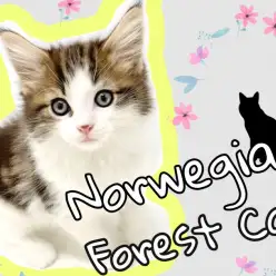 【 ノルウェージャンフォレストキャット 】東川口店のアイドル！大型にゃんこ登場！！