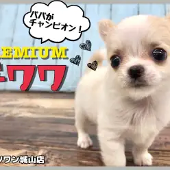 【 チワワ 】お父さんはチャンピオンのプレミアムボーイ