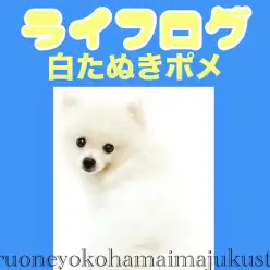 【 ポメラニアン 】ライフログ〜最新情報をお届け!〜生後4ヶ月の白たぬきぽめ編〜