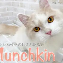 【 マンチカン 】完璧な短足の持ち主！犬みたいな性格の甘えん坊猫！