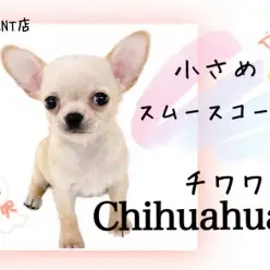 【 チワワ 】手触り、ムチムチつるん！小さめスムチーがやって来た！