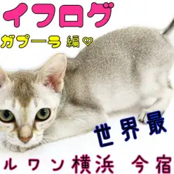 【 シンガプーラ 】ライフログ〜最新情報をお届け！生後5ヶ月の世界最小猫編〜