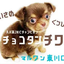 【 チワワ 】可愛すぎる！濃厚チョコタンカラーの小さめチワワ！