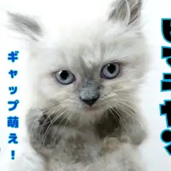 【 ヒマラヤン 】魅惑の小さめ長毛種！抱っこ大好き！甘えん坊！