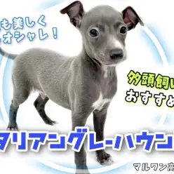 【 イタリアングレーハウンド 】多頭飼いにオススメ!美しく優しいイタグレ!