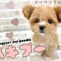 【 ペキプー 】まるでぬいぐるみ！？完璧なドワーフ体型の癒し系MIXが仲間入り！