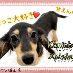 【 カニンヘンダックスフント 】抱っこ大好き甘えんぼダックス