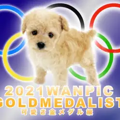 【 トイプードル 】超プレミアムのティーカップサイズ!可愛さ金メダル級!