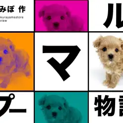 【 MIX 】トイプードルとマルチーズから生まれたカッコ可愛いマルプーくん