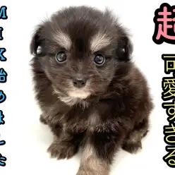 【 MIX 】可愛い要素が盛り沢山！最上級に可愛い『チワプー』登場！