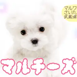 【 マルチーズ 】可愛いの代表格！！マルチーズの魅力と暮らし方！